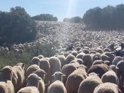 Schapenkudde Spanje