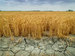 Tarweveld Zeeland Droogte