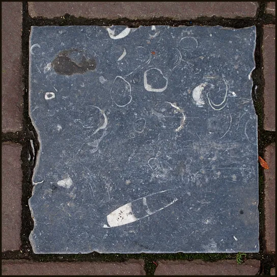 Een Amsterdamse tegel van Belgische blauwe hardsteen (arduin) met fossielen van reuzenschelpen (Brachiopoden) en een inktvis.